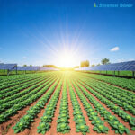Solar Farm
